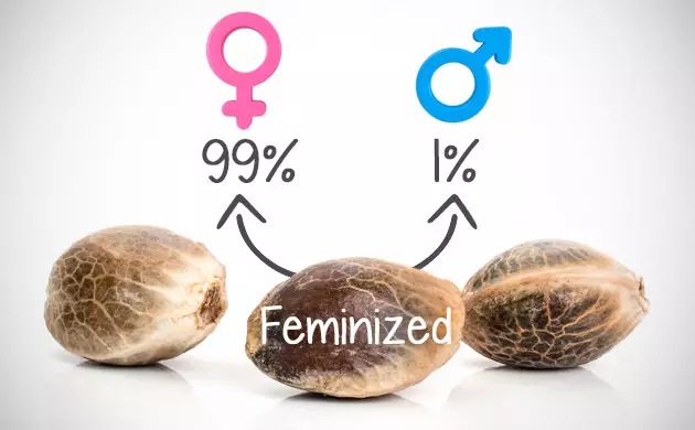 semi regolari vs femminizzati