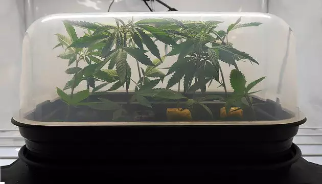 how to clone cannabis in water