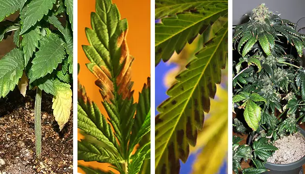 Evita las condiciones extremas para tu cosecha y ten en cuenta las siguientes señales el máximo THC