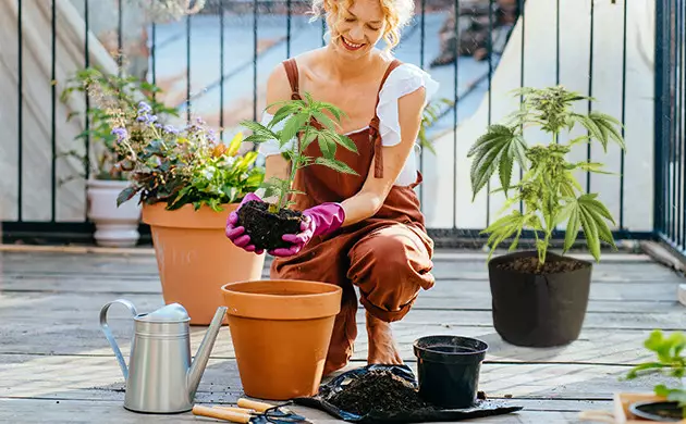 cultivo de cannabis en el balcón