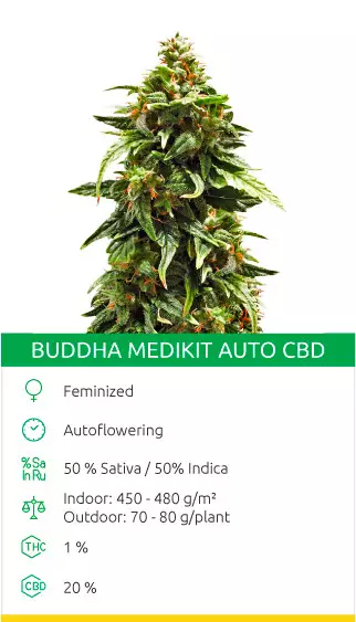 low thc indica strains