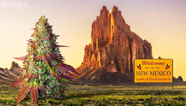 cannabis seeds in New Mexico