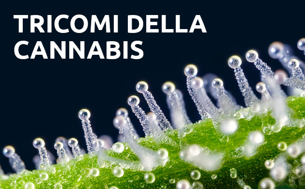 tricomi della cannabis