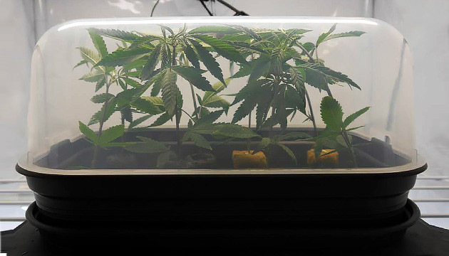 how to clone cannabis in water