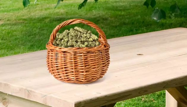 autoflower seeds