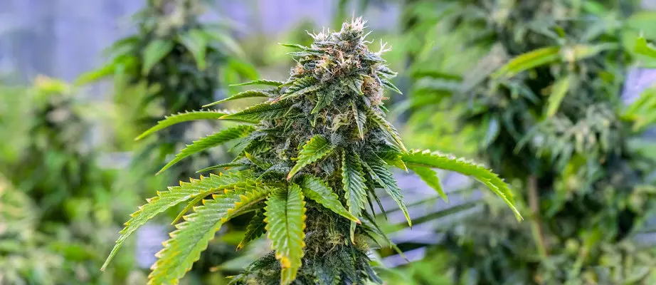 bruce banner growing