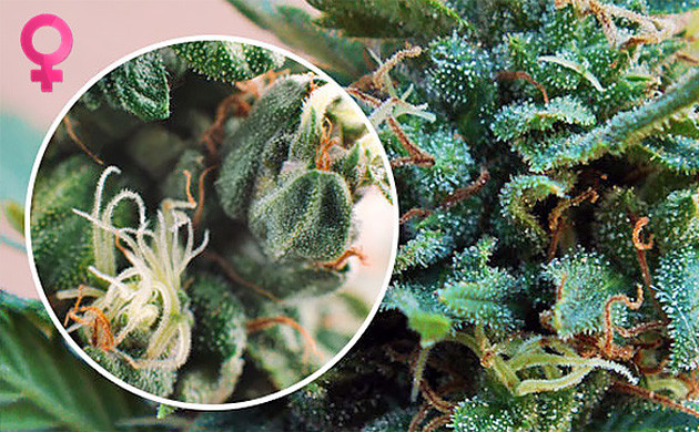 piante di cannabis femmina