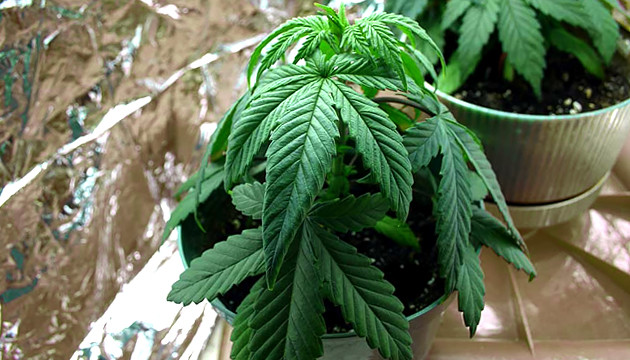 marijuana plant deficiencies