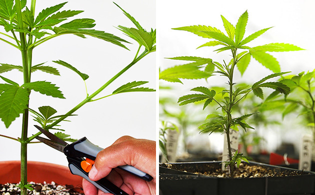 how to select a cannabis mother plant from seed