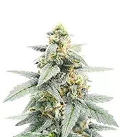 Sementes de maconha Forum Stomper Auto fem para venda Forum Stomper Auto (Mephisto Genetics)