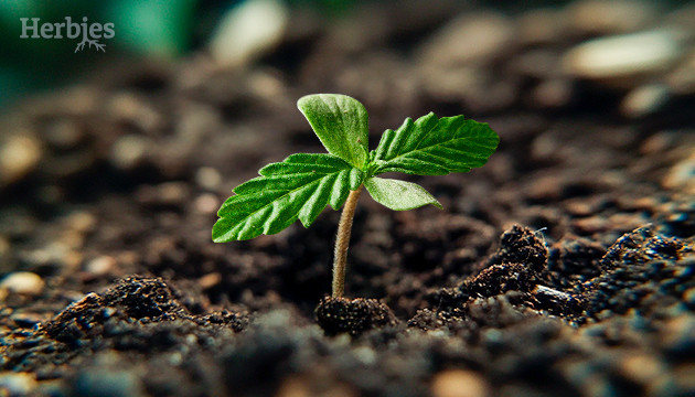 cannabis seedling care