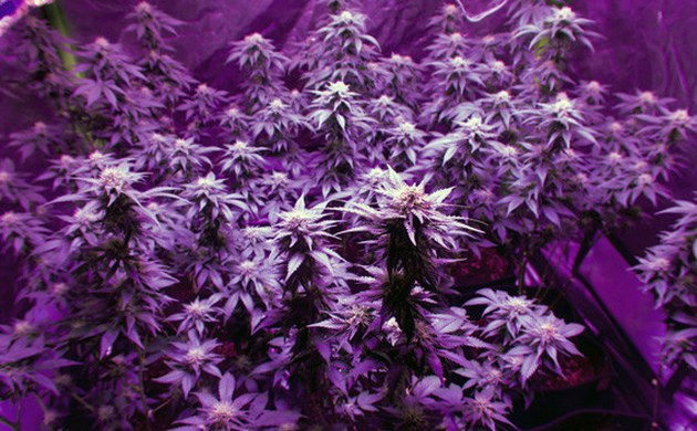 Grow Diary Grow diary hero