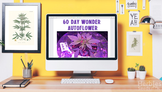 60 day wonder auto by dna genetics grow diary