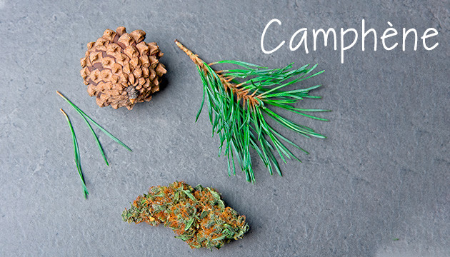 Camphène – Piquant et herbacé