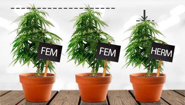 What you need to know about hermaphrodite cannabis plants - Herbies