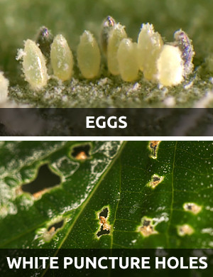 whitefly damage cannabis
