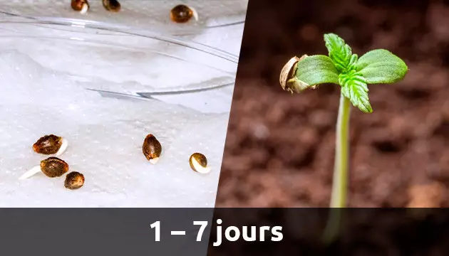 la croissance du cannabis