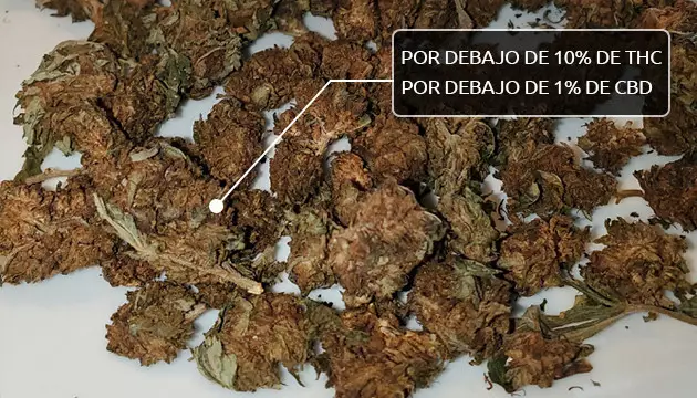 contenido de cannabinoides de la hierba de baja calidad