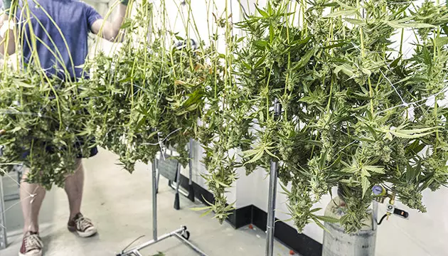 comment sécher les têtes de cannabis