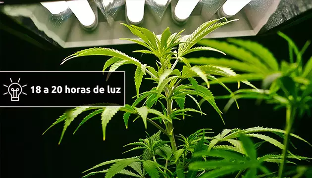 decide cómo programar la luz