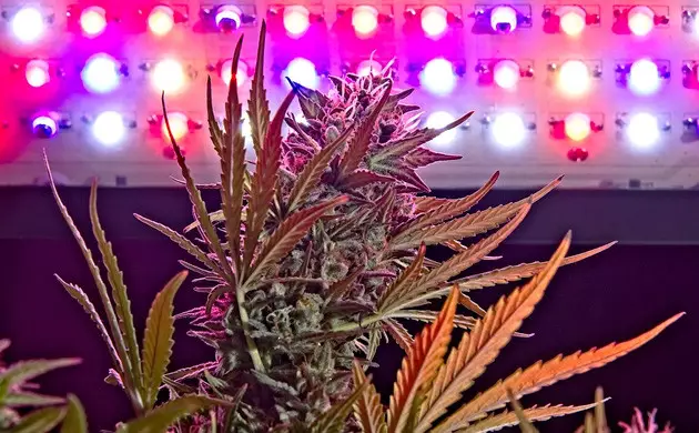 accelerer maturation trichomes