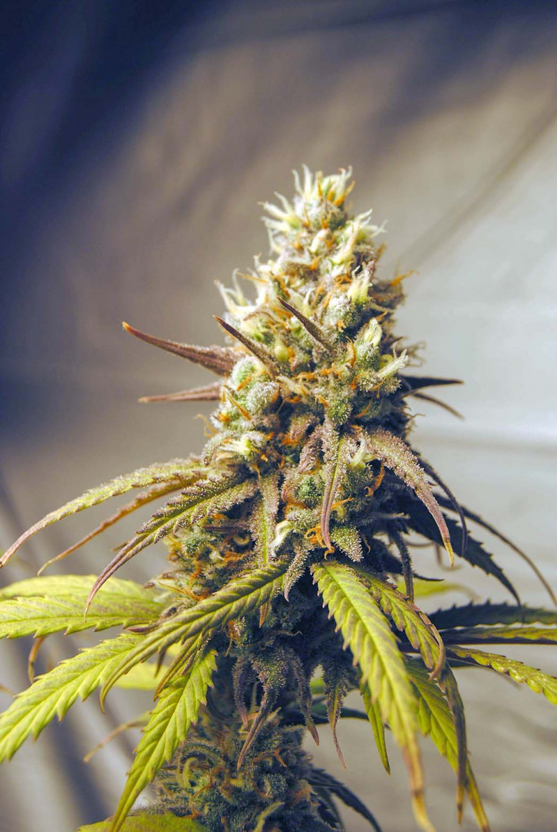 Gorilla Cookies fem: seeds for sale, strain information and customer ...