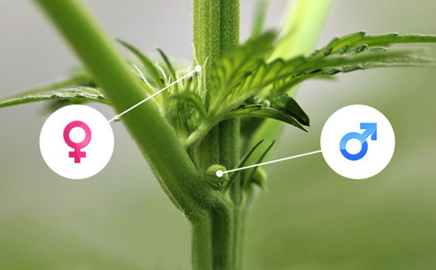 Männlich Vs. Weibliches Cannabis