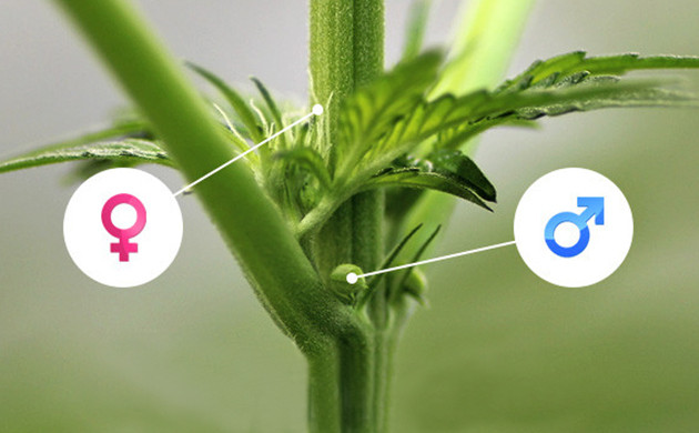 plantas de cannabis hermafroditas