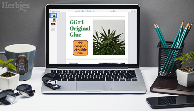 ¡Compra semillas de marihuana Gorilla Glue #4 Auto de Original Sensible Seeds!