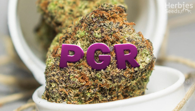 avoid the dangers of pgr weed