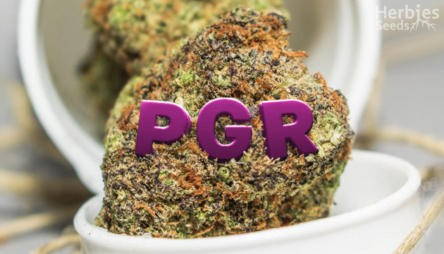 Avoid the Dangers of PGR Weed - Herbies Seeds UK