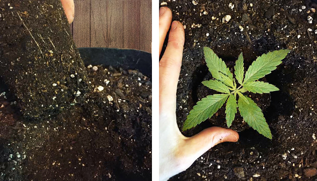 transplanting marijuana plants during flowering