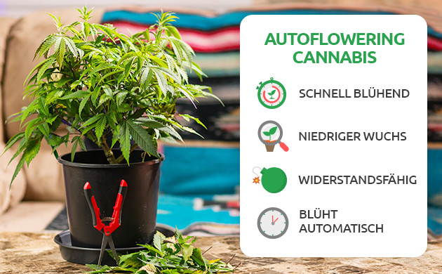 vor- und nachteile von autoflowering cannabis