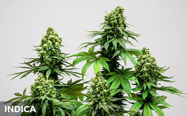 Why choose Indica? indica vs sativa plant