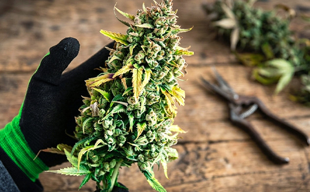 Autoflower Woche für Woche