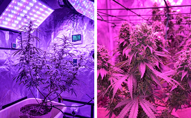 Você está usando o espectro de luz certo? marijuana not flowering