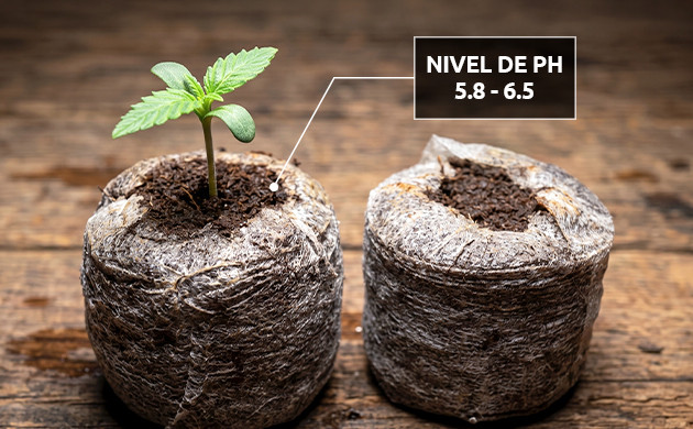 ¿Es la fibra de coco un medio de cultivo hidropónico? marihuana en fibra de coco