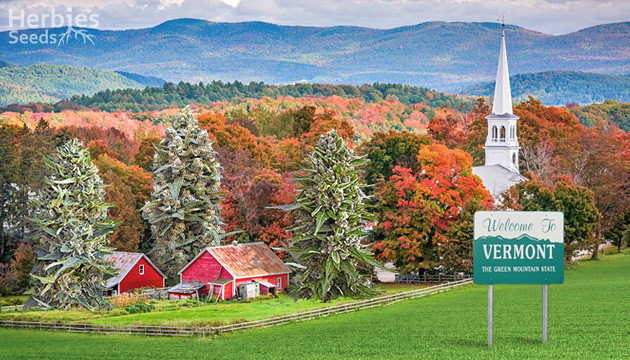 Cannabis Strains To Grow Outdoors In Vermont