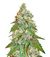 Jack Herer (Sensi Seeds)