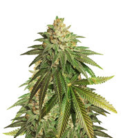 OG Kush CBD (Dinafem Seeds)