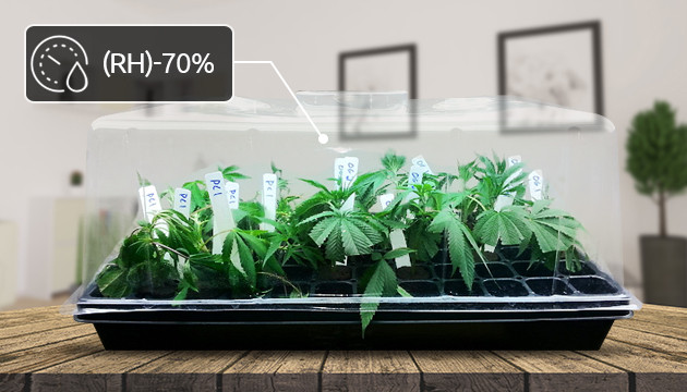 nutrients for marijuana seedlings