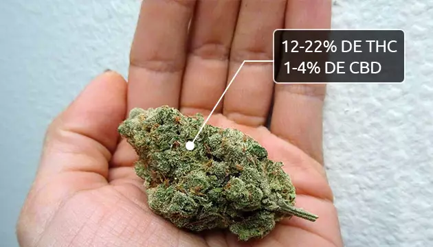  el contenido de cannabinoides