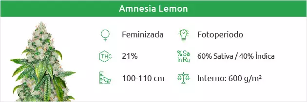 Amnesia Lemon free seeds