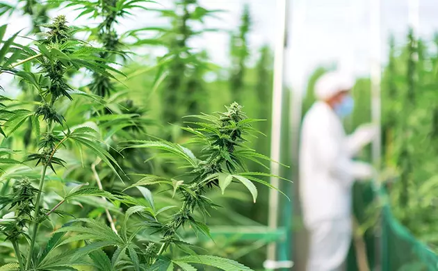 do dispensaries grow their own weed