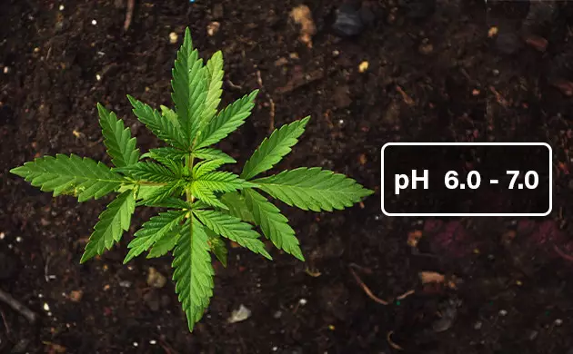 growing cannabis in soil