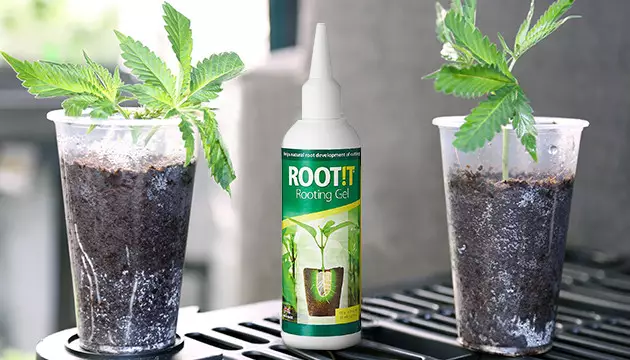 lollipopping Cannabispflanzen