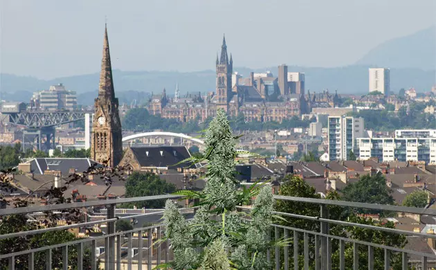 growing cannabis in Glasgow