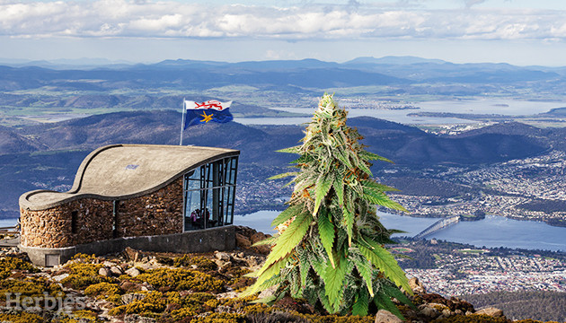Cannabis Seeds in Hobart