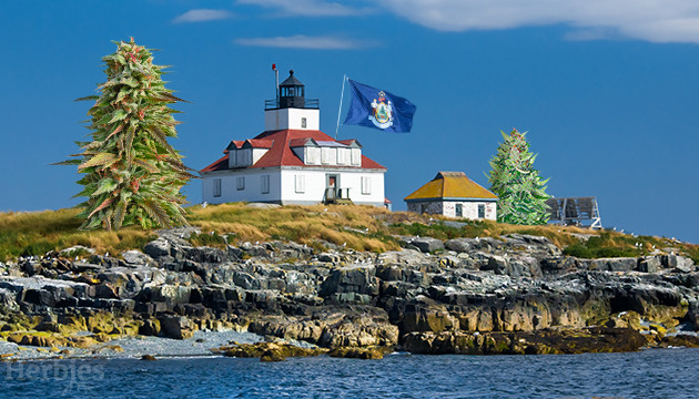 cannabis seeds in Maine