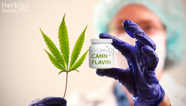 cannflavin cannabis compound